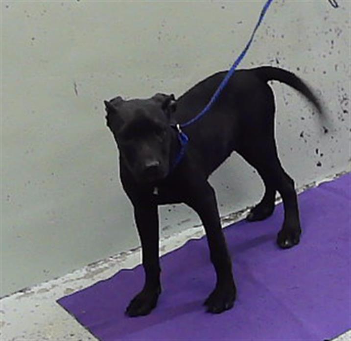 Adoptable Dog