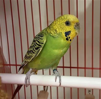 Adoptable Bird