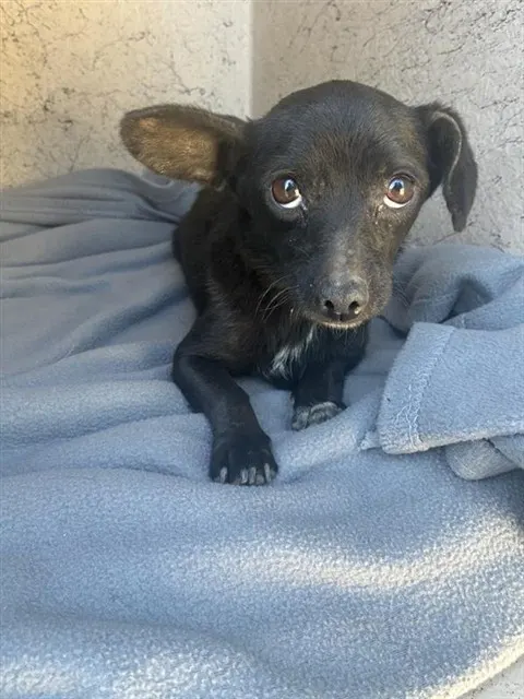 Echo