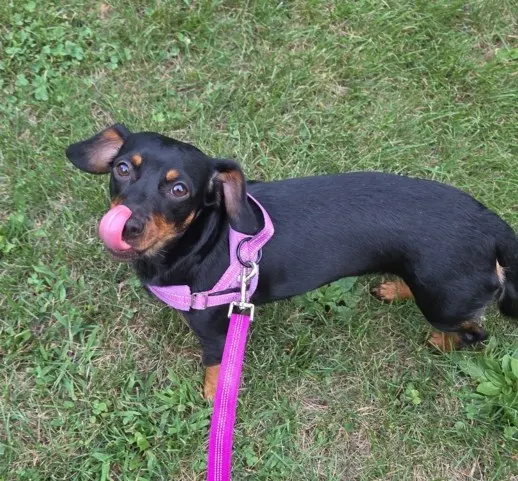 Bella