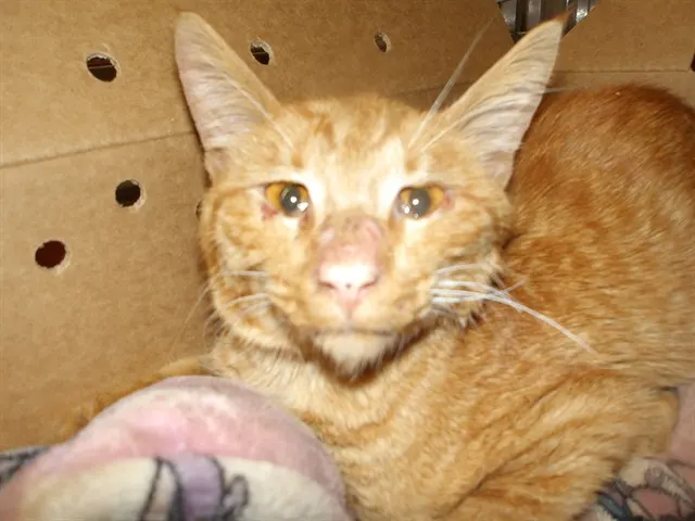 Adoptable Cat