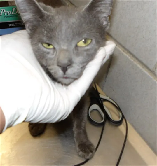 Adoptable Cat