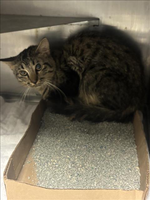 Adoptable Cat