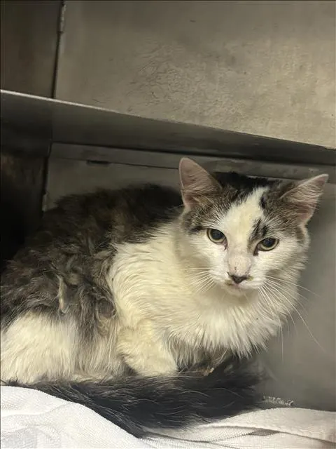 Adoptable Cat