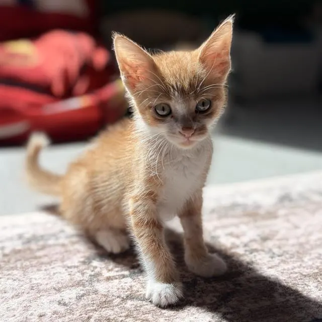 Oliver