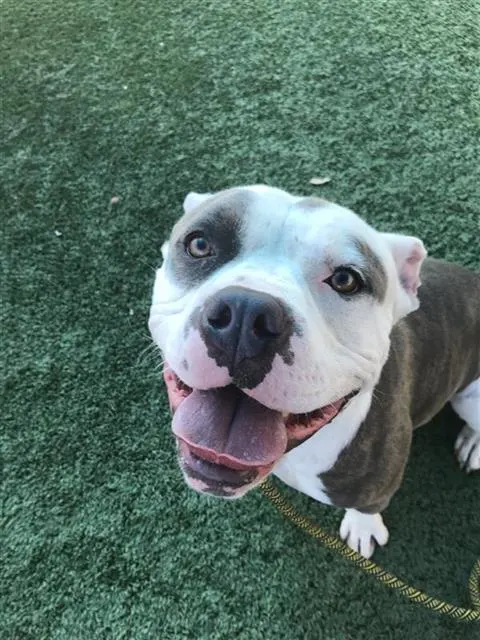 Hank The Tank