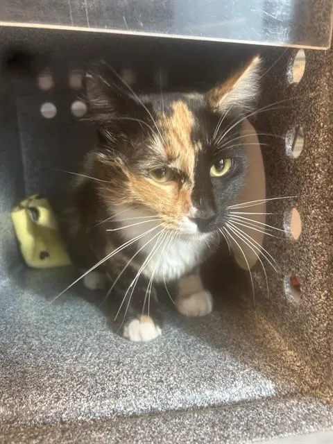 Delilah