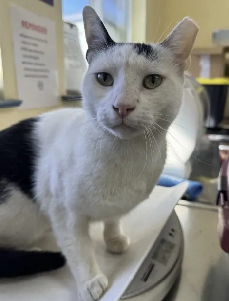 Adoptable Cat