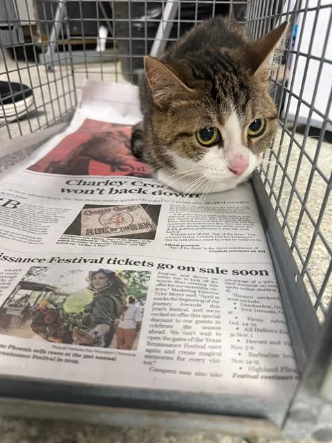 Adoptable Cat