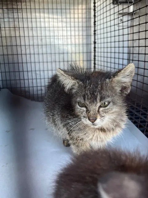Milo