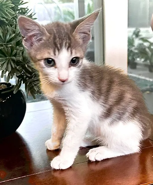 Pip