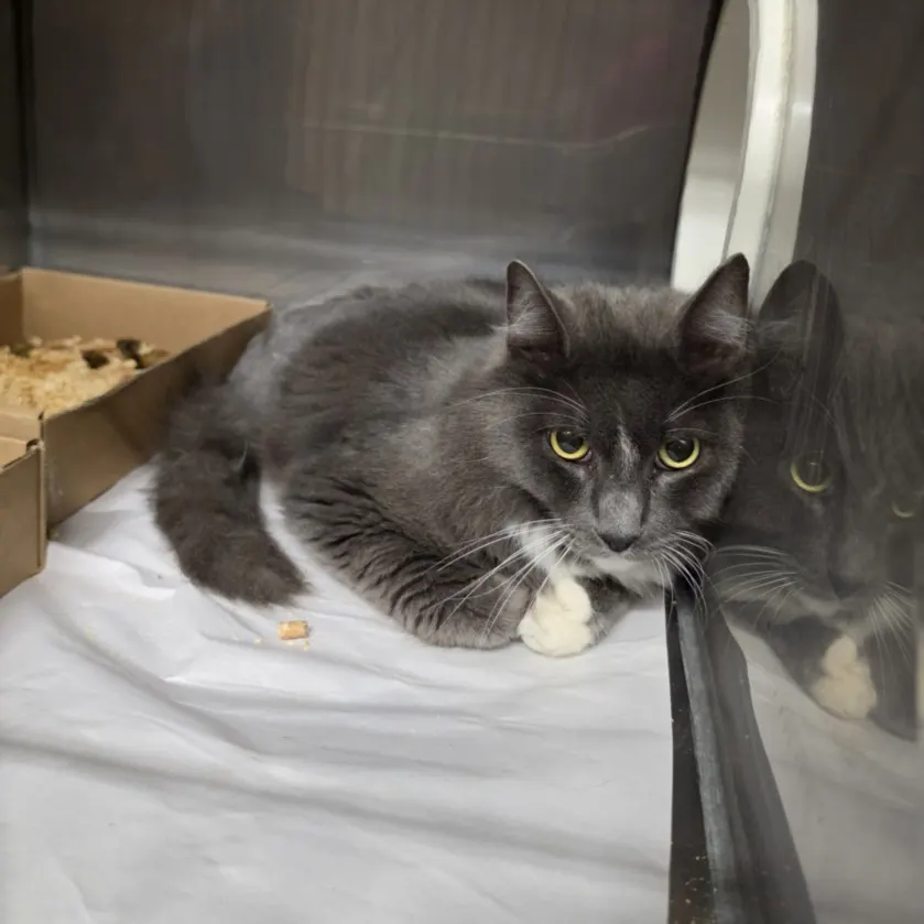 Adoptable Cat