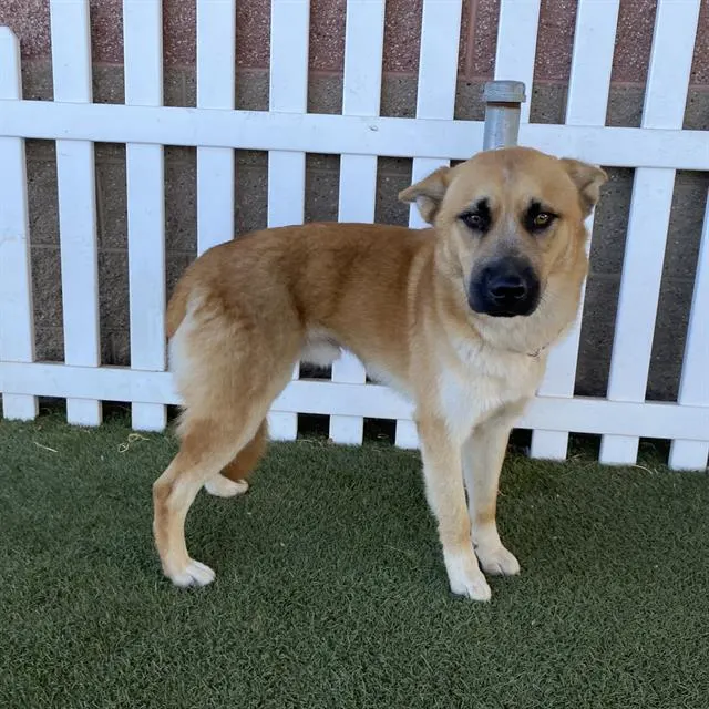 Adoptable Dog