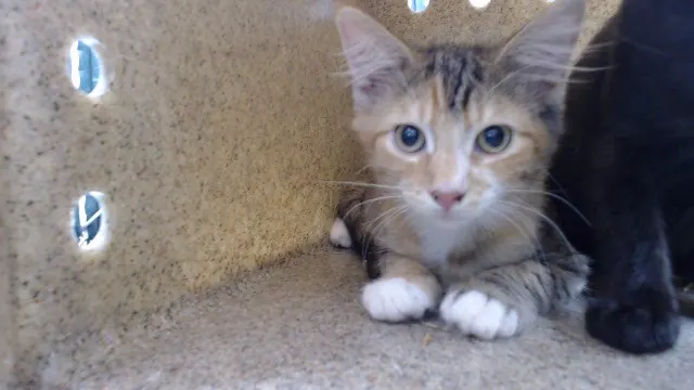 Cali