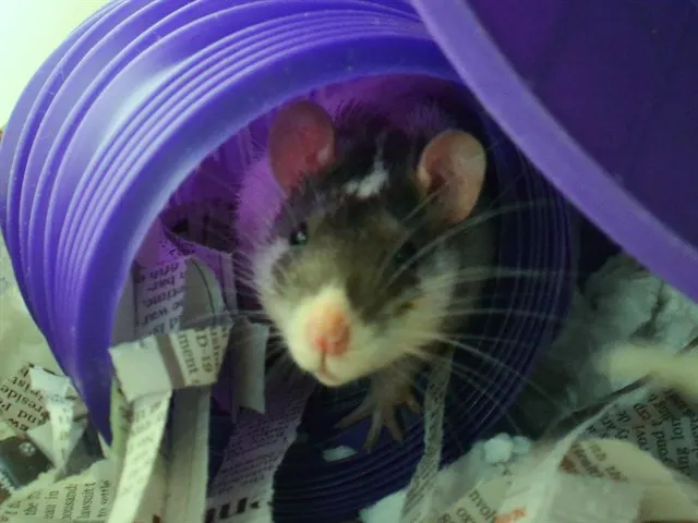 Leroy