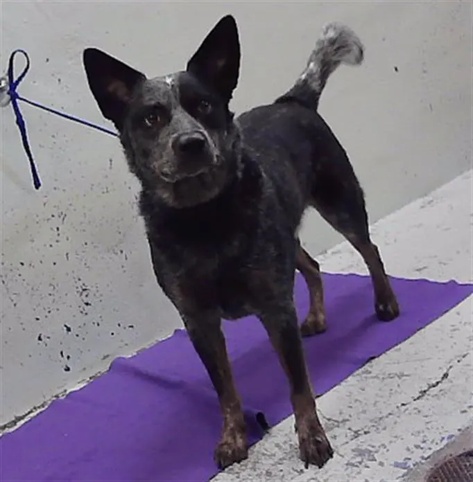 Adoptable Dog