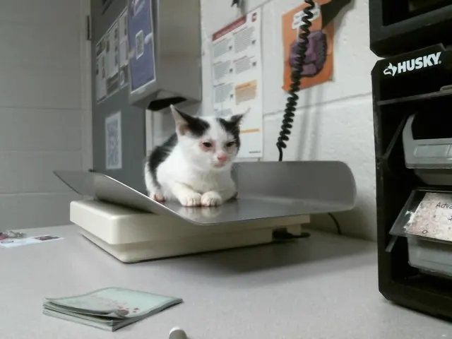 Adoptable Cat