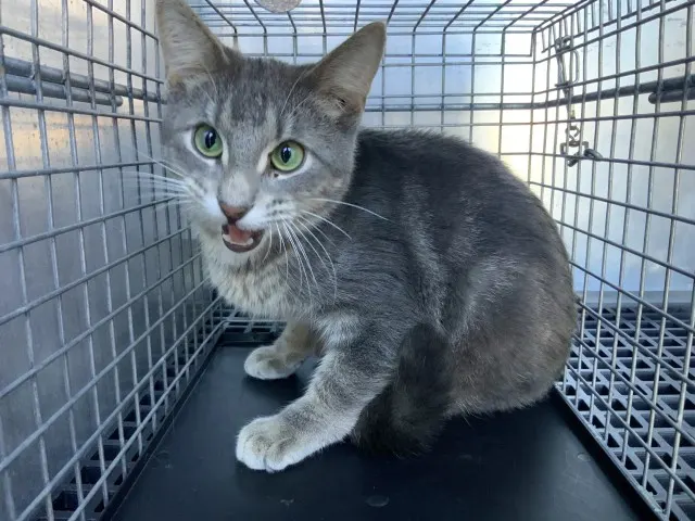Adoptable Cat