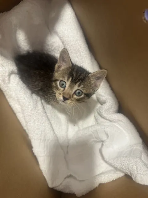 Adoptable Cat