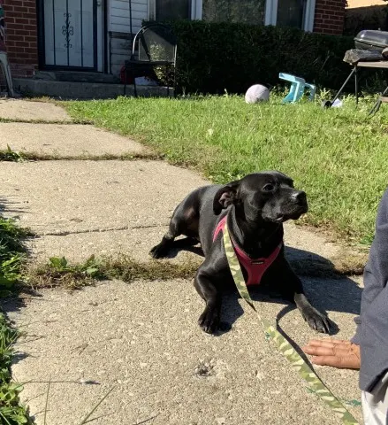 Adoptable Dog
