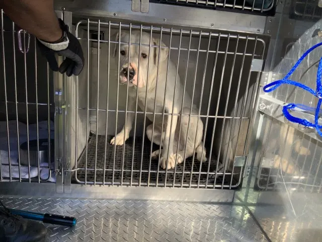 Adoptable Dog