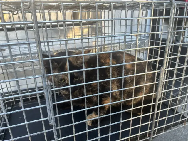 Adoptable Cat