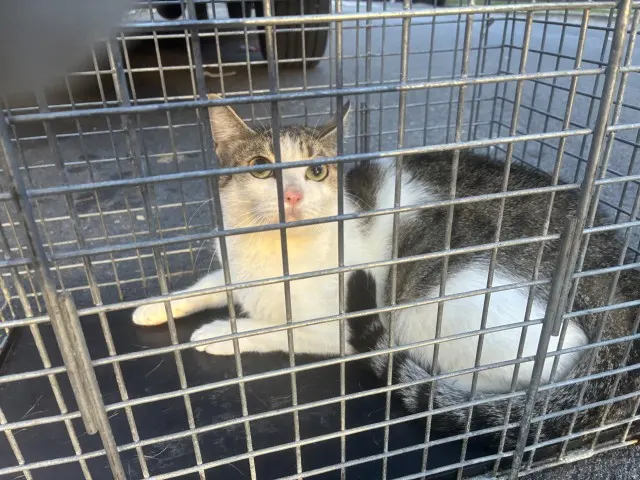 Adoptable Cat