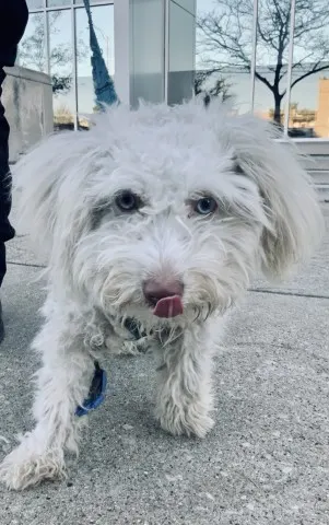 Adoptable Dog