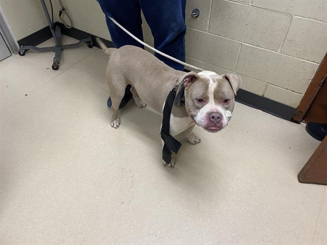 Adoptable Dog