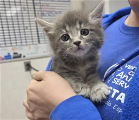 Adoptable Cat