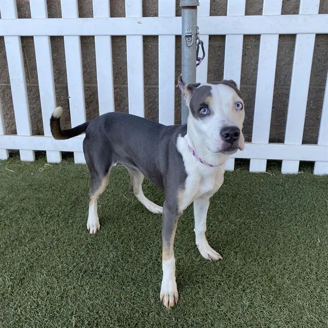 Adoptable Dog