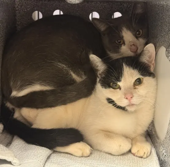 Tnr