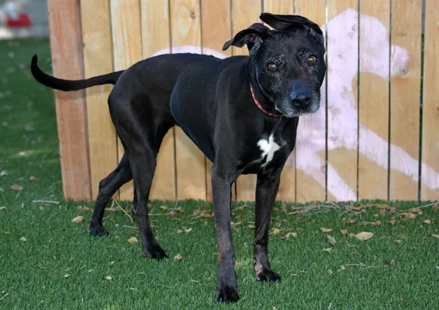 Adoptable Dog