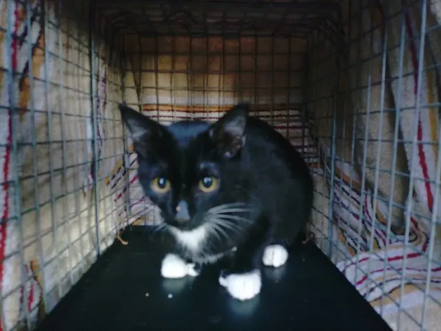 Adoptable Cat