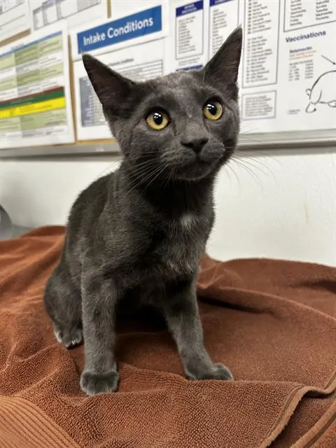 Adoptable Cat