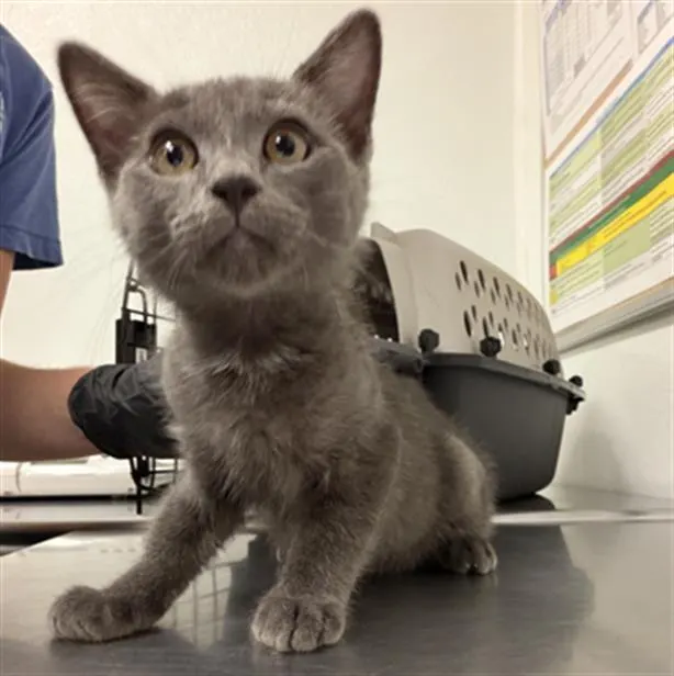 Adoptable Cat