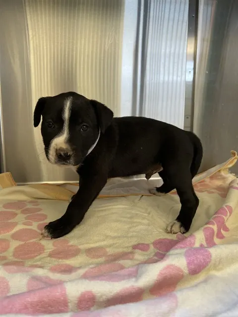Adoptable Dog