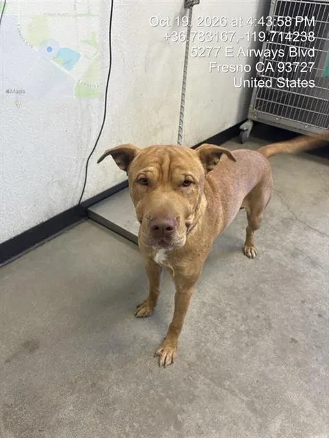 Adoptable Dog