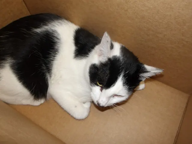 Oreo