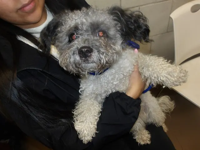 Adoptable Dog