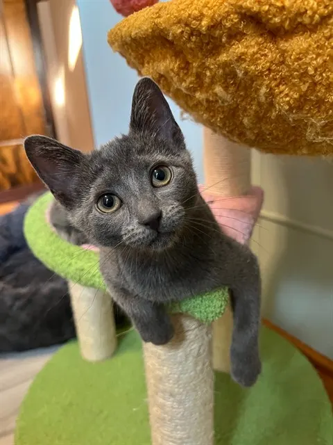 Adoptable Cat