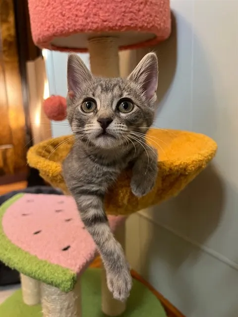 Adoptable Cat