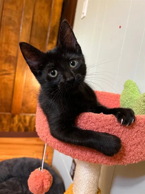 Adoptable Cat