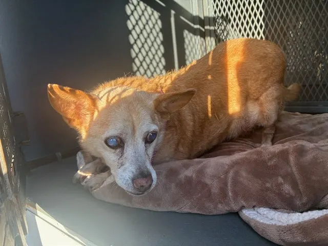Adoptable Dog