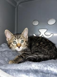 Adoptable Cat