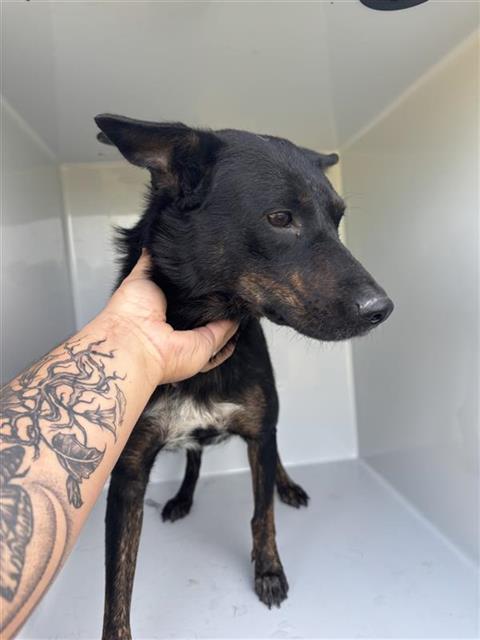 Adoptable Dog