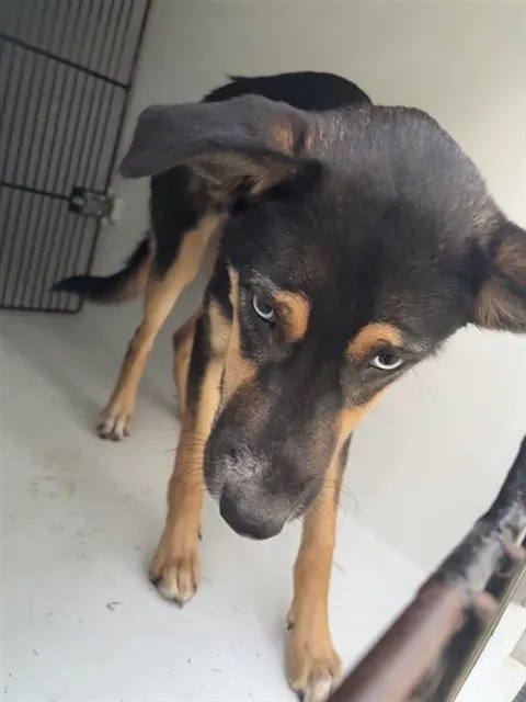 Adoptable Dog