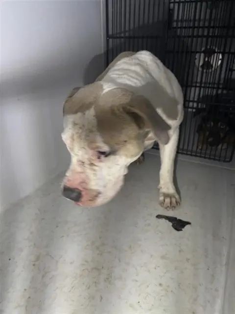 Adoptable Dog