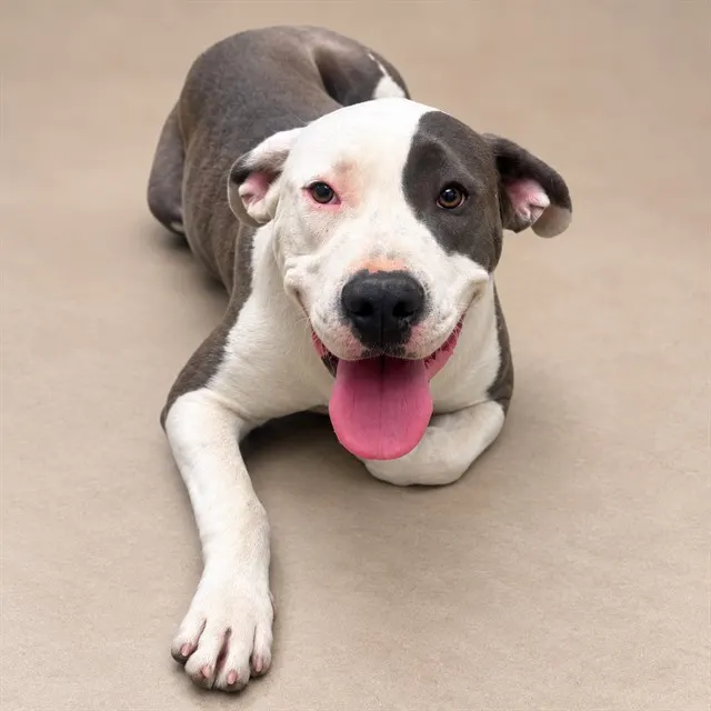 Penelope Pit