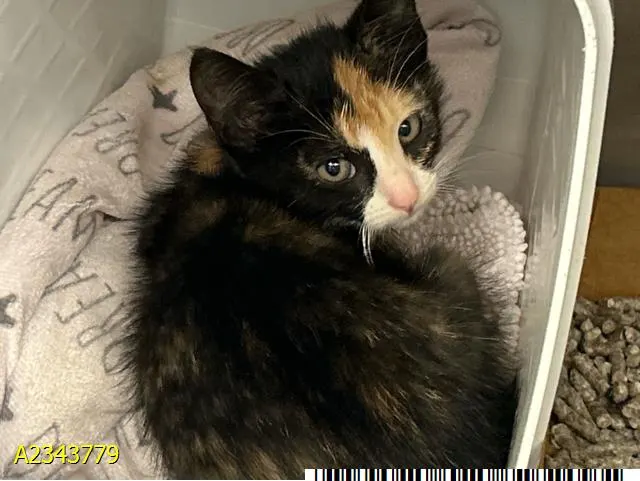 Zoe